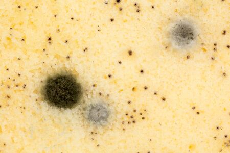 Moldy bread