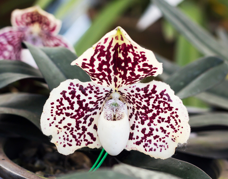 Paphiopedilum orchid flowers in the park, Thailand.の写真素材