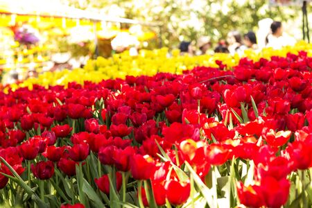 Tulip. Beautiful colorful tulipsの写真素材