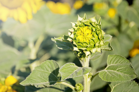 sunflower fieldの写真素材