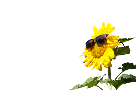 Sunflower isolated on white background ,with clipping pathの写真素材