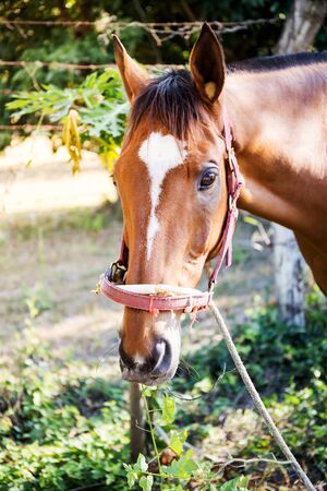 Horse grazing in the pastureの写真素材