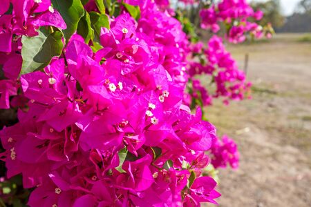 Pink bougainvillea flowerの写真素材