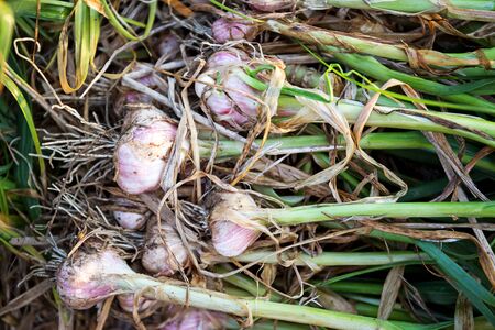 Fresh garlic in the garden