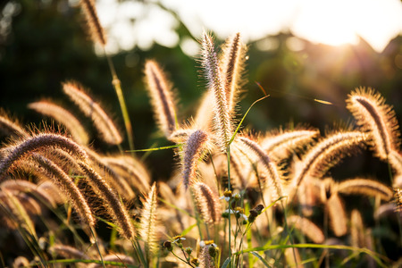 Grass wayside, Selective focus.