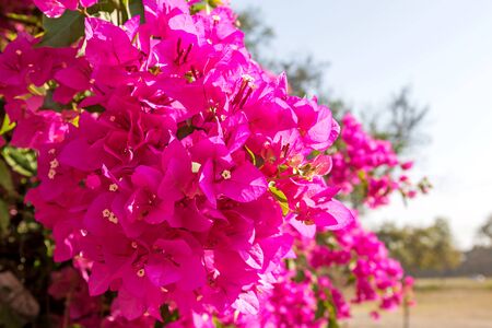 Pink bougainvillea flower