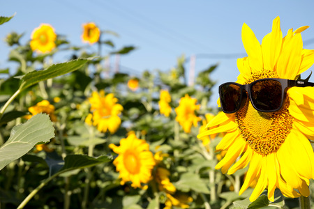 sunflower fieldの写真素材