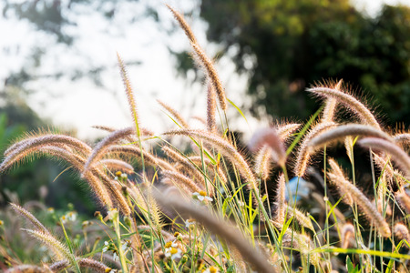 Grass wayside, Selective focus.の写真素材