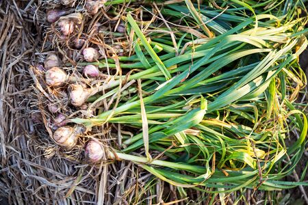 Fresh garlic in the gardenの写真素材