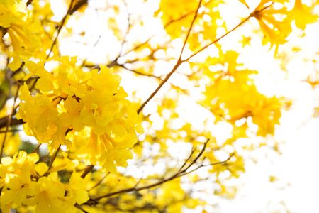 Tabebuia chrysotricha yellow flowersの写真素材