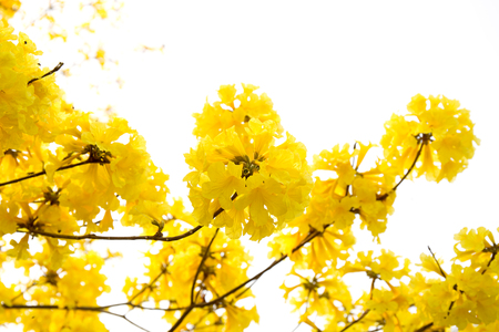 Tabebuia chrysotricha yellow flowers