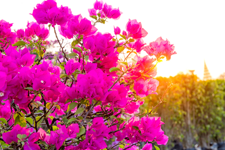 Bougainvillea flower from Thailandの写真素材