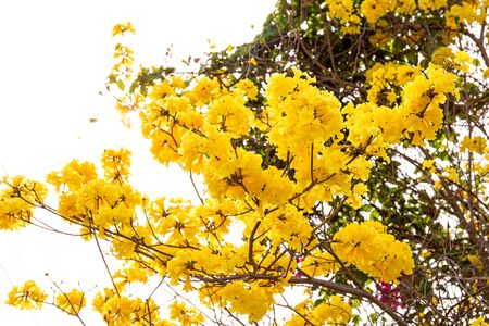 Tabebuia chrysotricha yellow flowersの写真素材