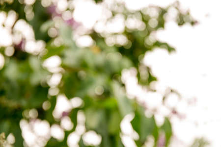 blur natural and light backgroundの写真素材