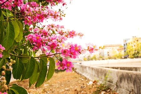 Lagerstroemia macrocarpa Wall Flower,Lythraceae,Queen's flower.の写真素材