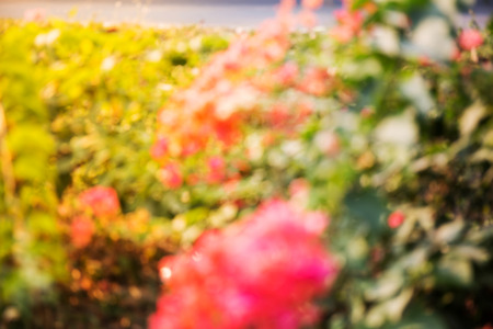 blur natural and light backgroundの写真素材