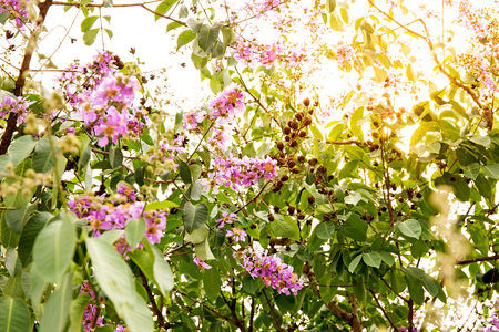 Lagerstroemia macrocarpa Wall Flower,Lythraceae,Queen's flower.の写真素材