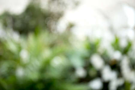 blur natural and light backgroundの写真素材