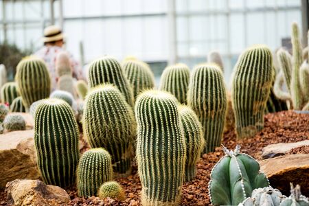 Cactus Family, barrel cactus, close-up barrel cactusの写真素材