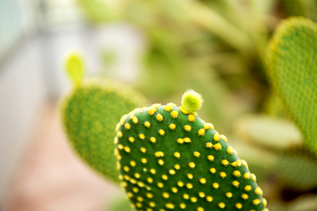 Cactus Family, barrel cactus, close-up barrel cactus