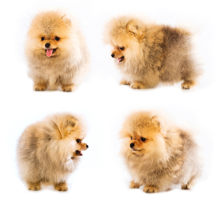 pomeranian puppy the age of 1-2 month isolated on whiteの写真素材