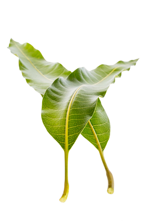 Mango leaf on a white background ,with clipping pathの写真素材