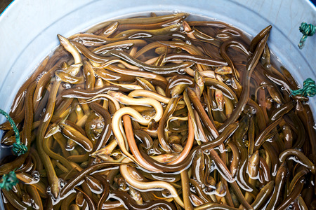 Long eels sold in market for cookingの写真素材
