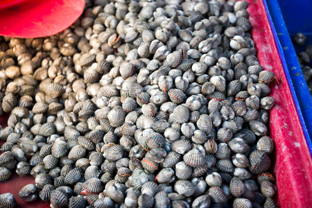 Fresh shellfish blood cockles in the market for saleの写真素材