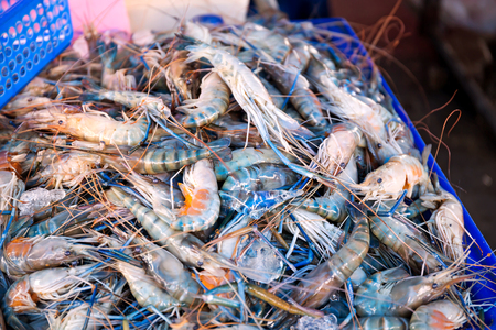 Shrimp in the fresh marketの写真素材