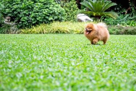 Pomeranian dog running on green grass in the gardenの写真素材