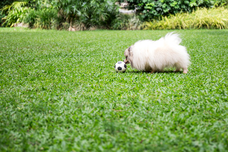 Pomeranian dog on green grass in the garden playing footballの写真素材