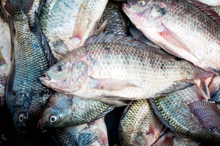 Tilapia fish in Thailand local marketの写真素材