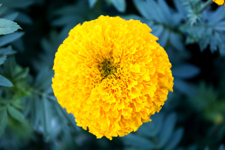 Yellow Marigold flowers - (Tagetes erecta, Mexican marigold, Aztec marigold, African marigold)の写真素材