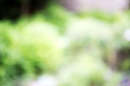 blur natural and light backgroundの写真素材