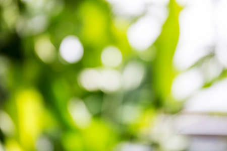 blur natural and light backgroundの写真素材