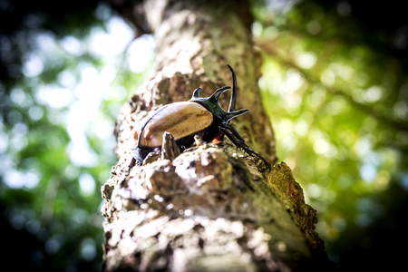 Rhinoceros beetle, Rhino beetle, Hercules beetle, Unicorn beetle on wood in forestの写真素材