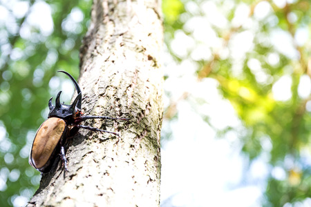 Rhinoceros beetle, Rhino beetle, Hercules beetle, Unicorn beetle on wood in forestの写真素材
