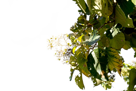 Teak seeds on tree a white backgroundの写真素材