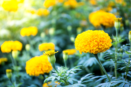 Yellow Marigold flowers - (Tagetes erecta, Mexican marigold, Aztec marigold, African marigold)の写真素材