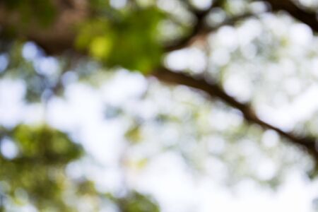 Blur green natural and light backgroundの写真素材