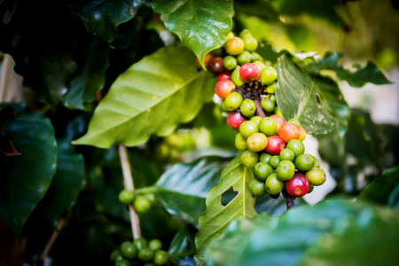 Coffee beans on tree, Thailandの写真素材