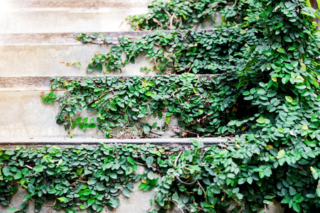 Wall green ivy plantの写真素材