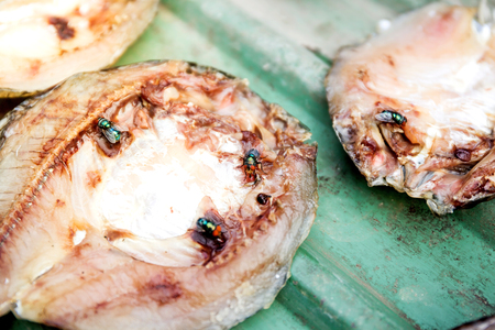 Many flies fly on dried fish with solar energyの写真素材