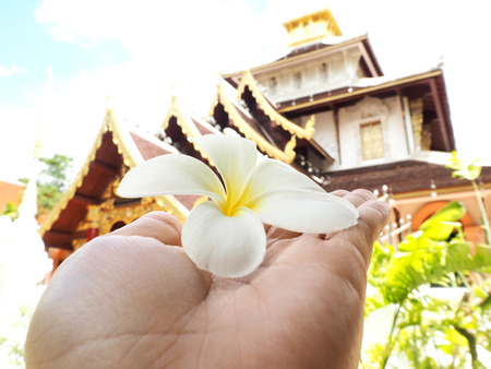 frangipani flower On handの写真素材