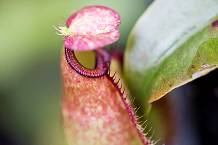 Nepenthes, Tropical pitcher plants and monkey cupsの写真素材