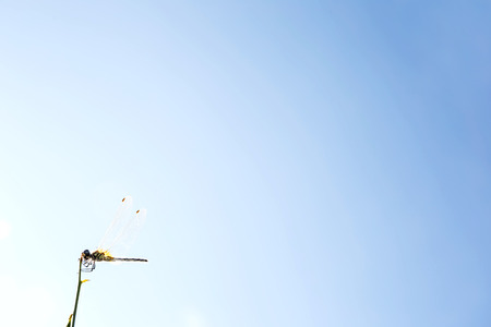 dragonfly and the sky backgroudの写真素材