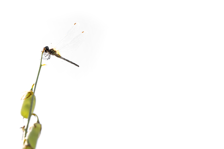 dragonfly isolated on a white background