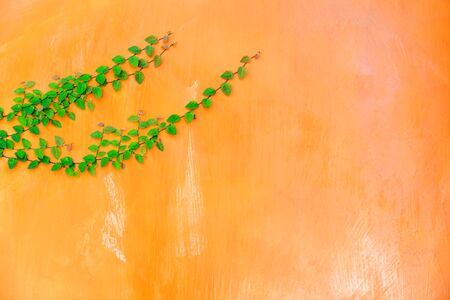 Wall orange, wall green ivy plant.