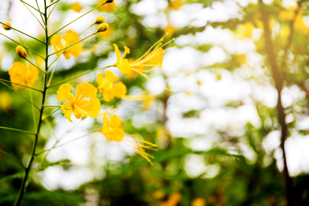 cute lovely flowers of Peacock's Crest, Pride of Barbados, Caesalpinia pulcherrima Sw. tropical plant tree with colorful flowers in red, orange and yellow under natural sunlight outdoorの写真素材