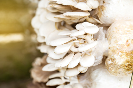 The cultivation of angel mushrooms. angel mushroom.fresh angel mushrooms growing.の写真素材